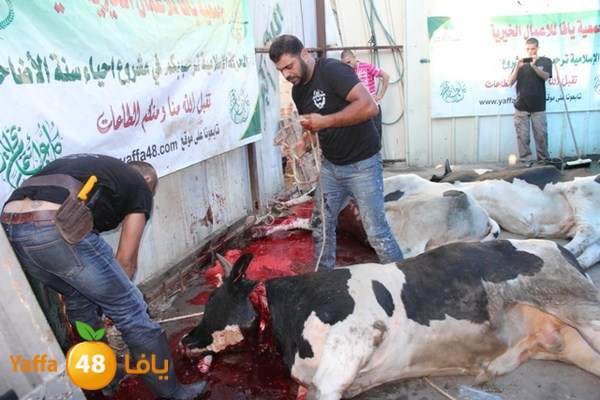 ada7y 116 n1 (8).JPG